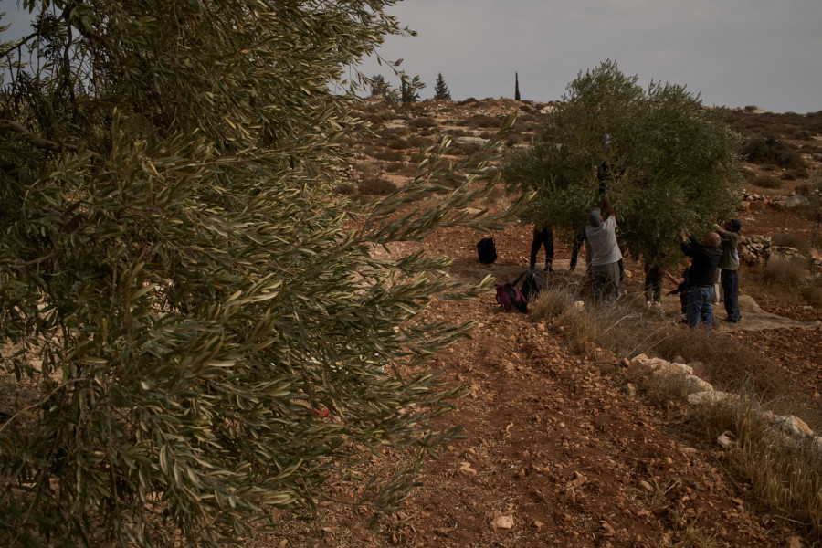 Δυτική Όχθη - Συγκομιδή ελιών