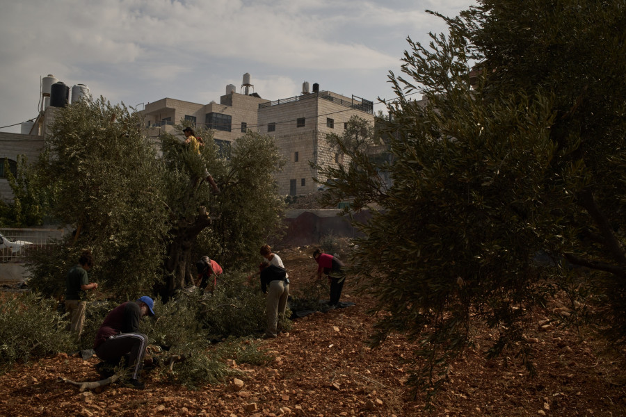 Δυτική Όχθη - Συγκομιδή ελιών