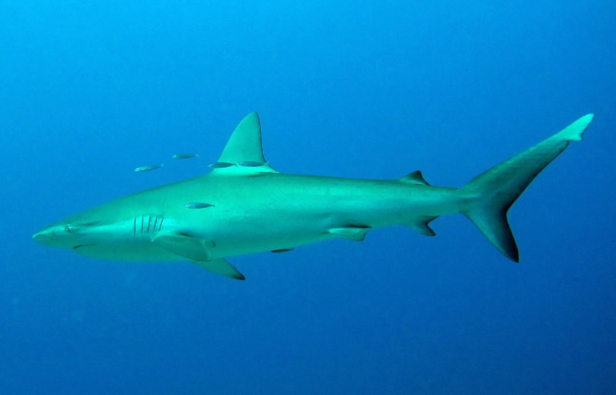 καρχαρίας των Γκαλαπάγκος