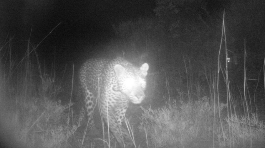 Λεοπάρδαλη