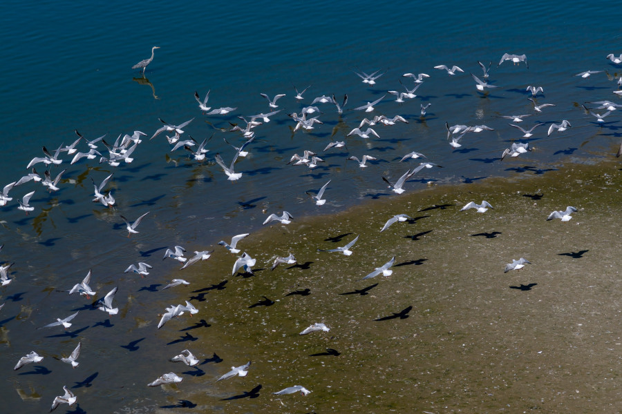 Λίμνη Κερκίνη
