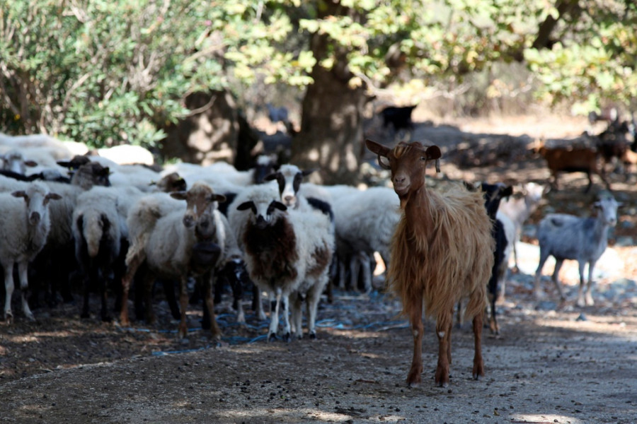 Greece Goat Plague