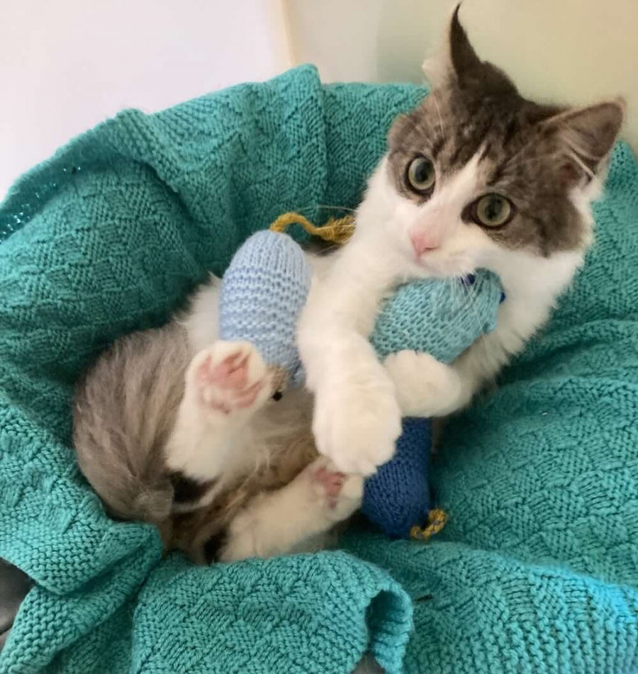 Γατάκια - Ποντίκια πλεκτά