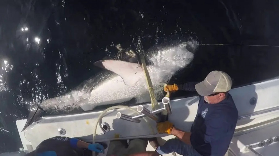 Bella - Καρχαρίας