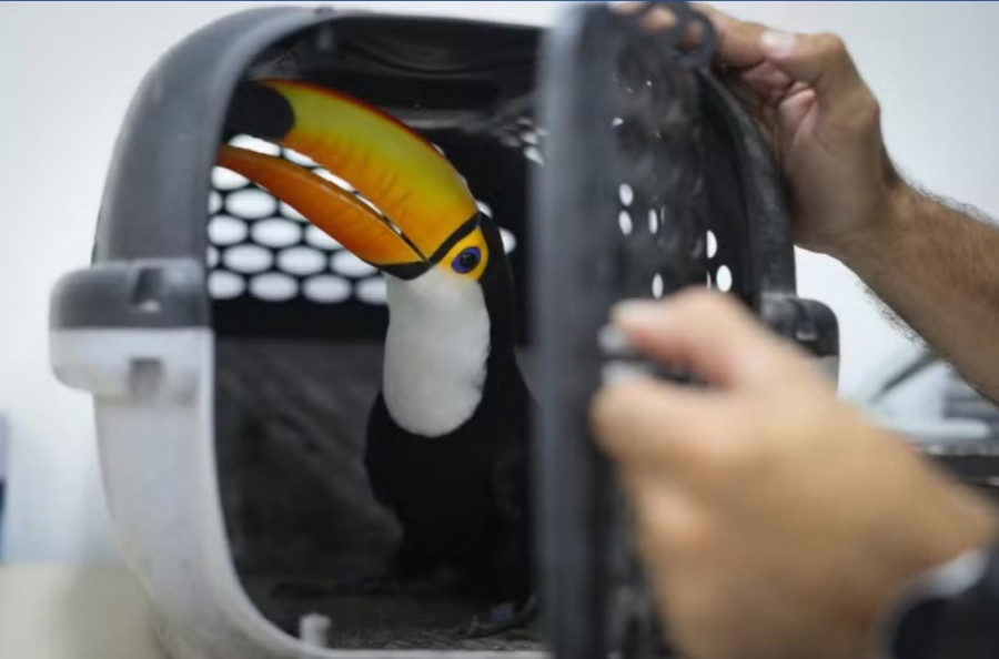 Λαθρεμπορία - Interpol