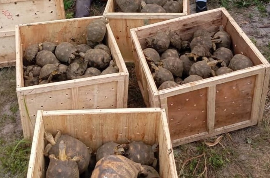 Λαθρεμπορία - Interpol