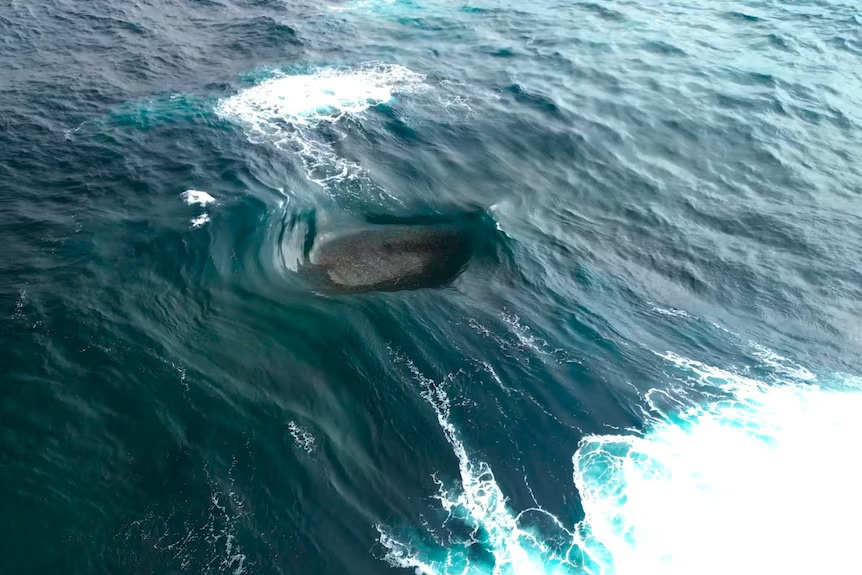 κύμα - αυστραλία