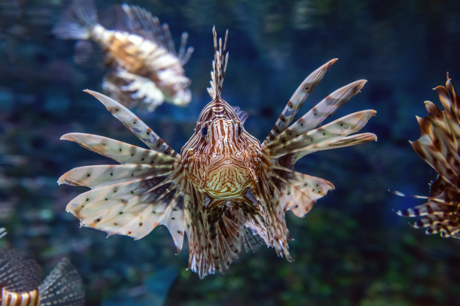 Beautiful lion fish hovering in mid water hunting for small prey