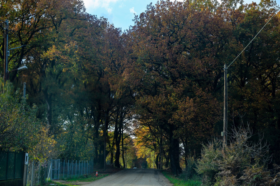 Δάσος Φολόης