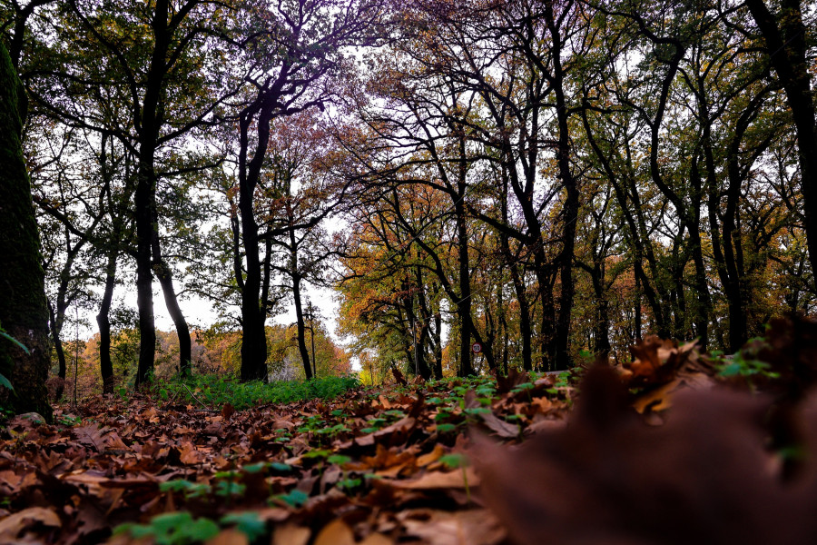 Δάσος Φολόης