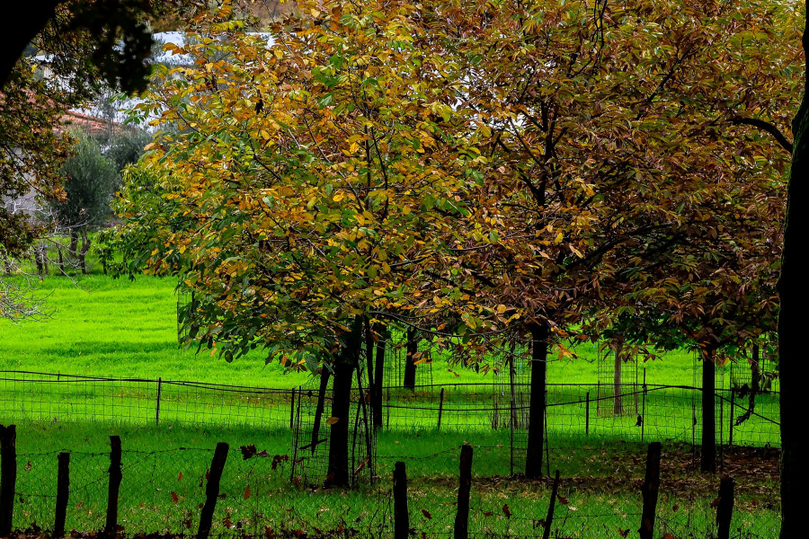 Δάσος Φολόης