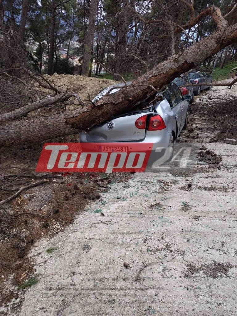 πατρα-πτωση δεντρου