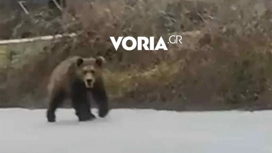 Αρκούδα - Κοζάνη 