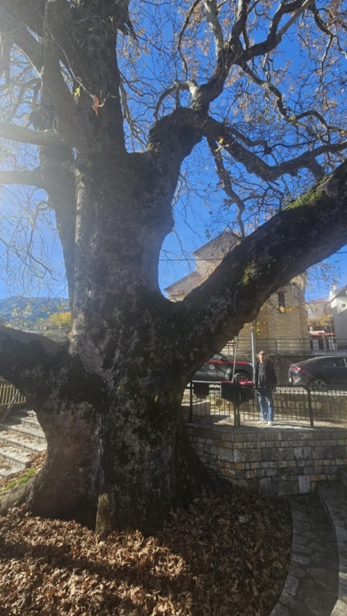 Πλάτανος Στουρναραίικα