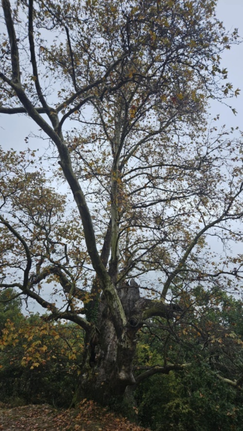 O Πλάτανος Βερδικουσίας