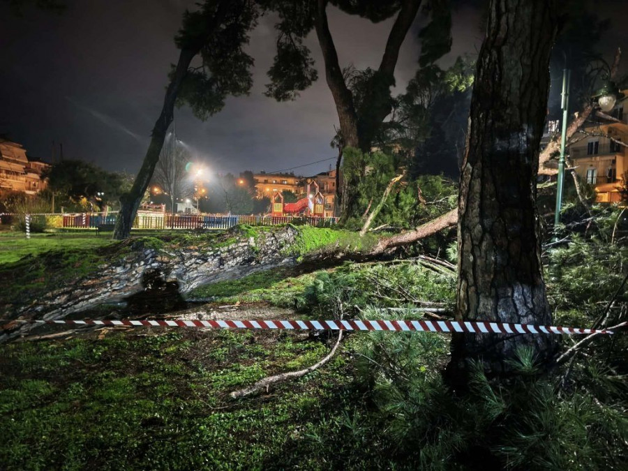 Ιωάννινα: Η κακοκαιρία ξερίζωσε πεύκο στο πάρκο Γηροκομείο – Αποκλείστηκε η περιοχή