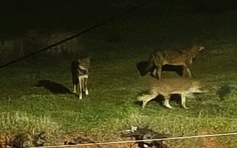 Λύκοι Θέρμη