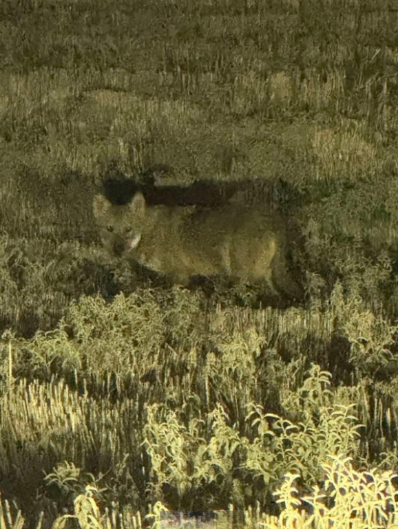 Λύκος - Θεσσαλονίκη