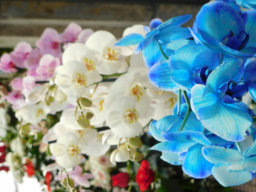 ΑΘΗΝΑ - ΟΡΧΙΔΕΕΣ (EUROKINISSI/ΓΙΩΡΓΟΣ ΚΟΝΤΑΡΙΝΗΣ)