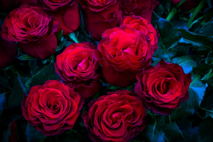 ΤΡΙΑΝΤΑΦΥΛΛΑ ΓΙΑ ΤΟΥ ΑΓΙΟΥ ΒΑΛΕΝΤΙΝΟΥ(ΚΟΝΤΑΡΙΝΗΣ ΓΙΩΡΓΟΣ EUROKINISSI)