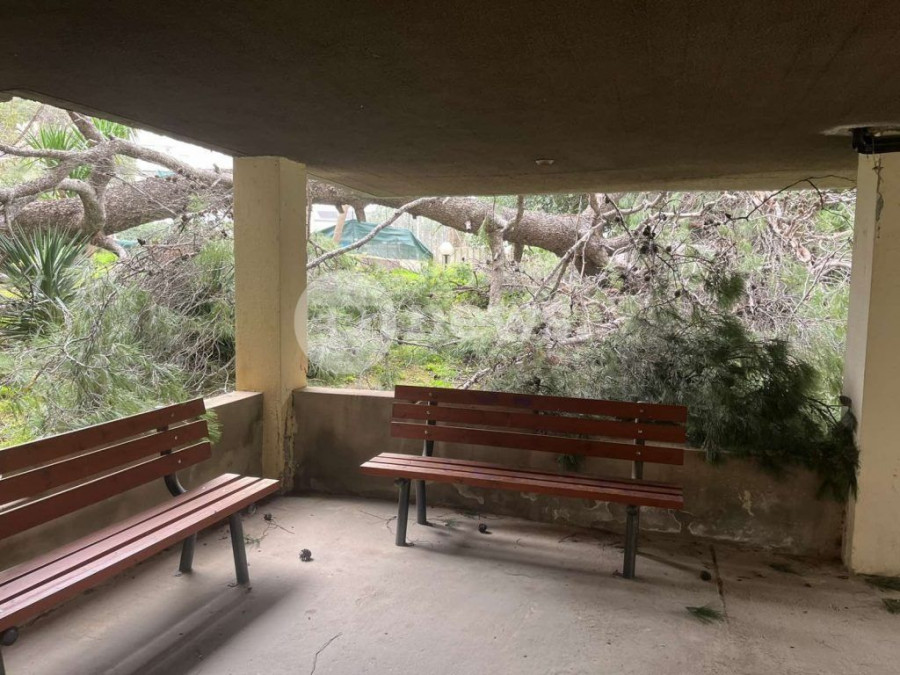 Πτώσεις δέντρων στην Αττική λόγω των θυελλωδών ανέμων – Στην Αγία Παρασκευή έπεσε πεύκο 25 μέτρων
