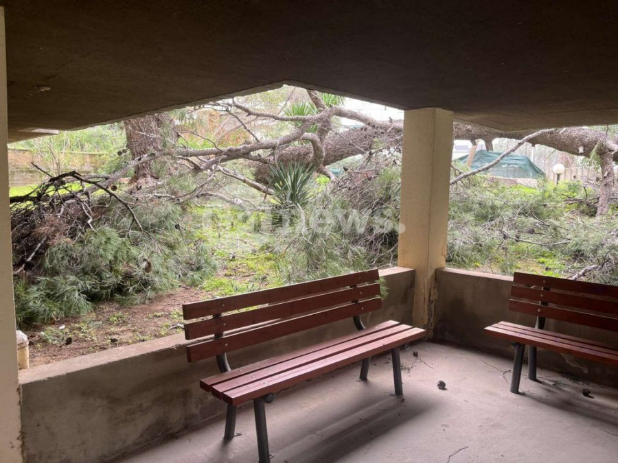 Πτώσεις δέντρων στην Αττική λόγω των θυελλωδών ανέμων – Στην Αγία Παρασκευή έπεσε πεύκο 25 μέτρων