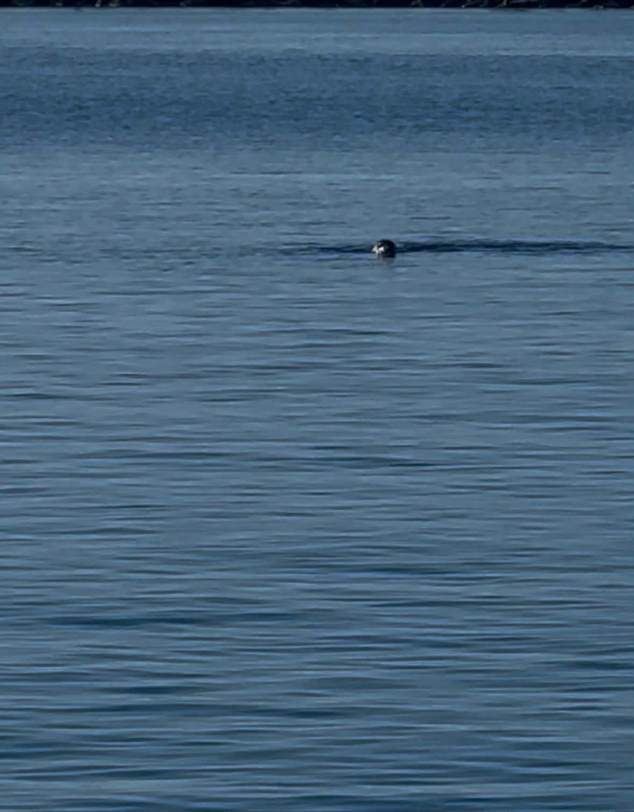 Τήνος Φώκια