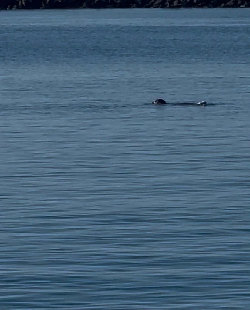 Φώκια Τήνος