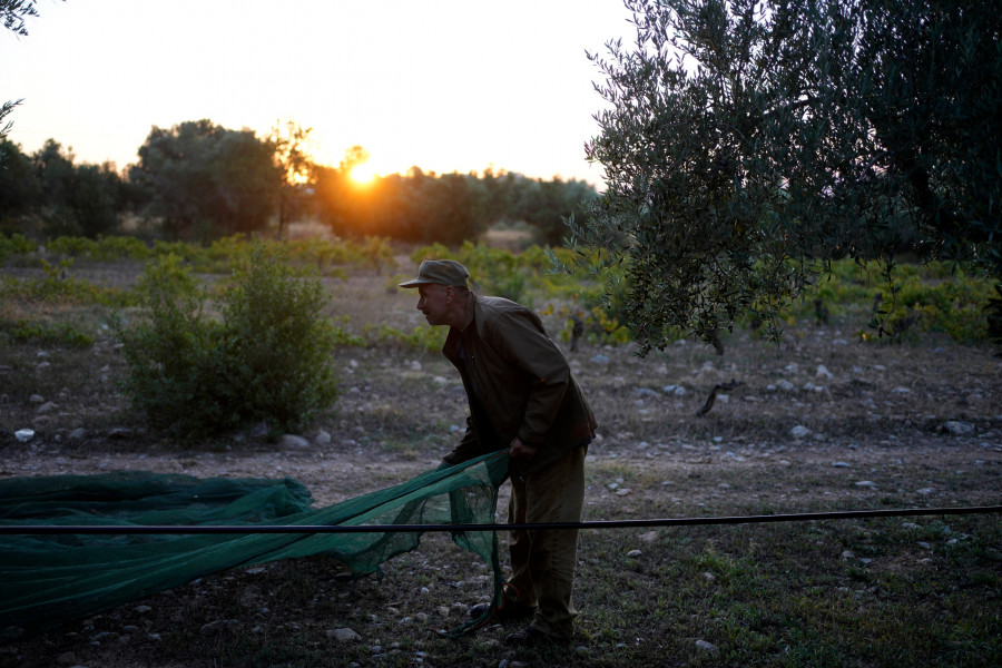 Greece Europe Olive Oil
