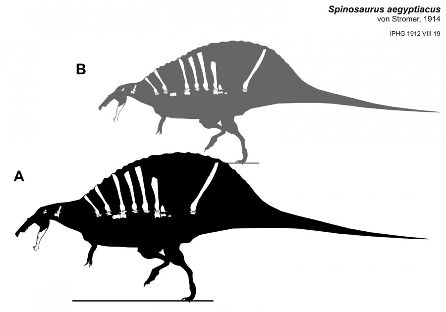 spinosaurus-skeletal-combined-sm.jpg