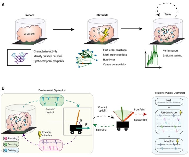 diagramforminibrainsengineering-642x535.jpg