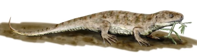 captorhinus