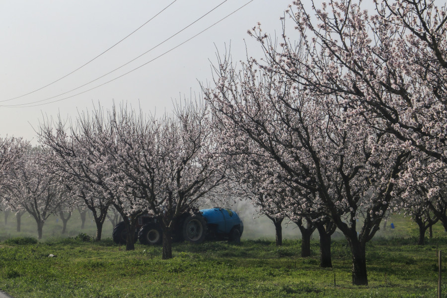 ΑΝΘΙΣΜΕΝΕΣ ΑΜΥΓΔΑΛΙΕΣ 