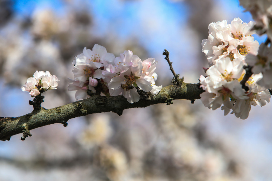 ΑΝΘΙΣΜΕΝΕΣ ΑΜΥΓΔΑΛΙΕΣ 