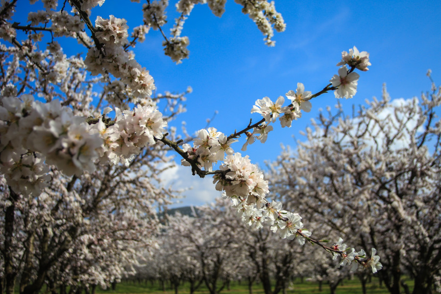 ΑΝΘΙΣΜΕΝΕΣ ΑΜΥΓΔΑΛΙΕΣ (EUROKINISSI)