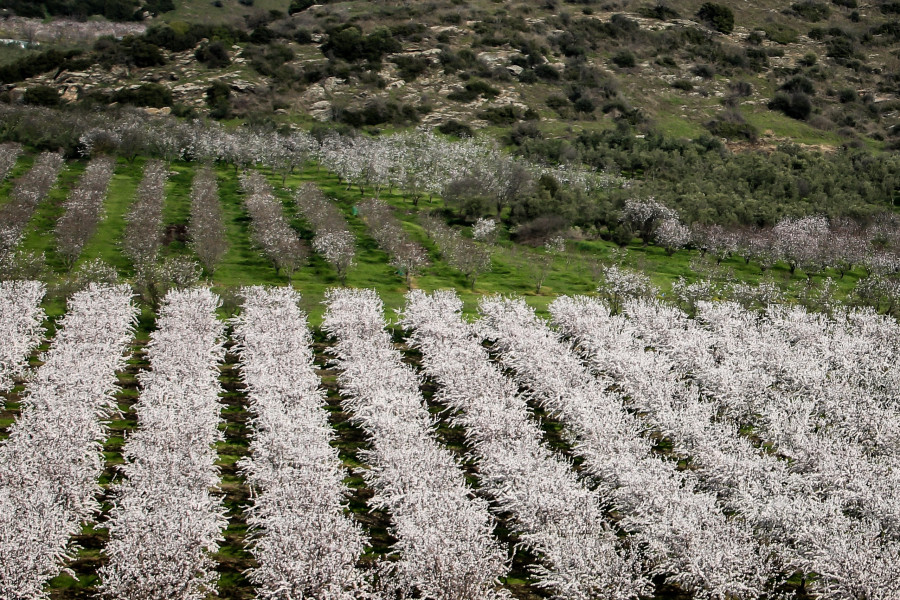 ΑΝΘΙΣΜΕΝΕΣ ΑΜΥΓΔΑΛΙΕΣ (EUROKINISSI)