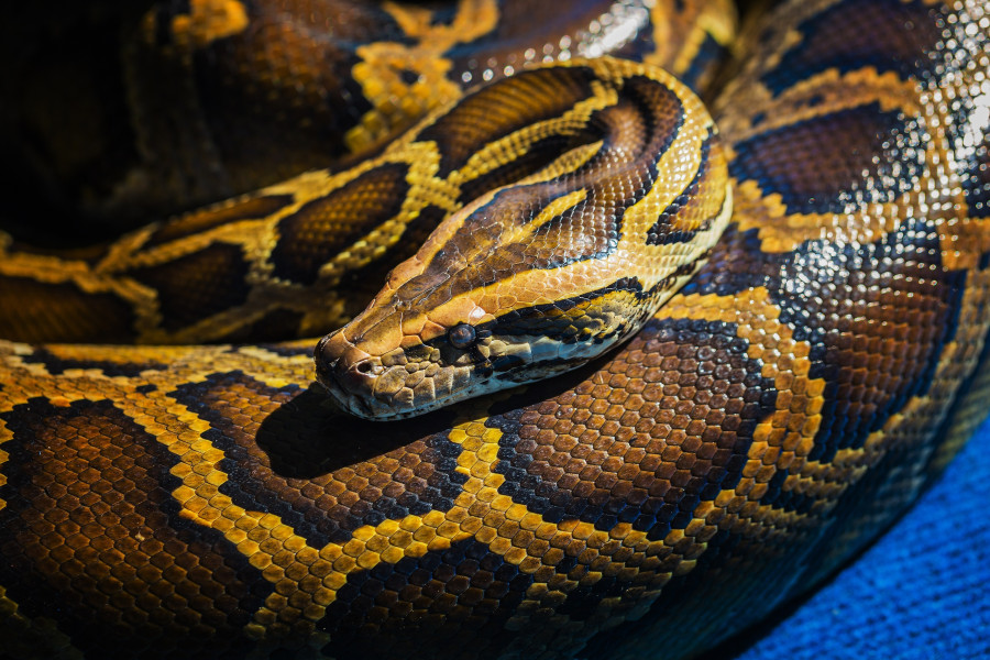 φιδι πυθωνας