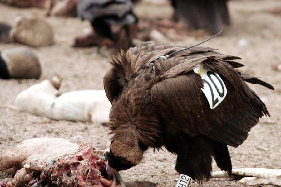  Μαυρόγυπας 