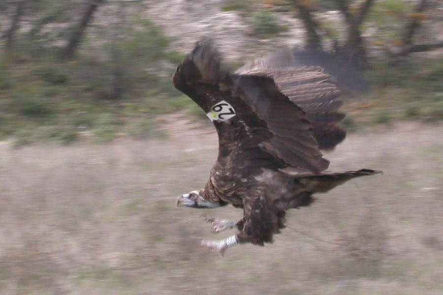  Μαυρόγυπας 