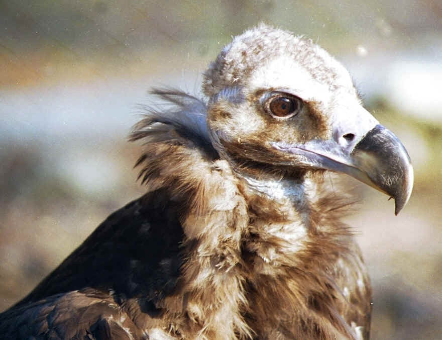 Μαυρόγυπας 