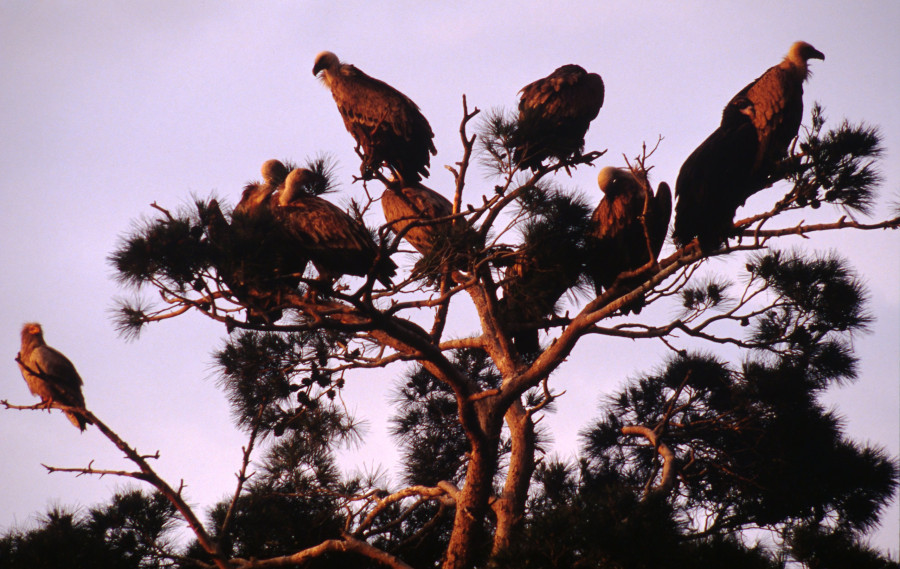 Michel Gunther / WWF