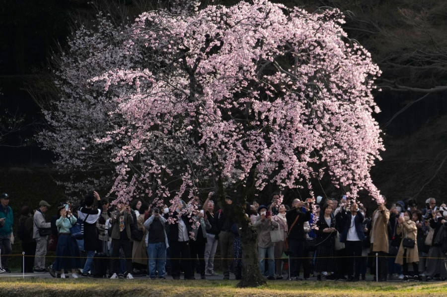 Japan Cherry Blossoms