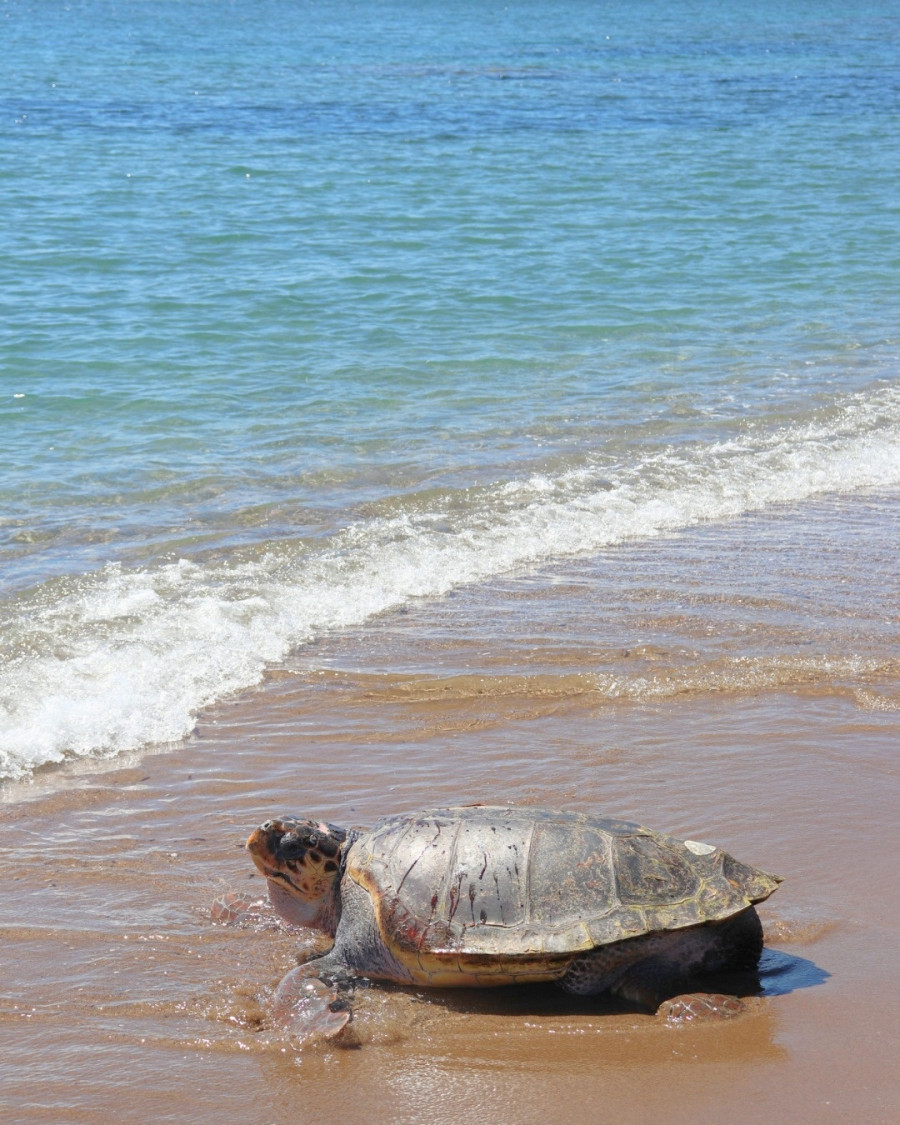 πρέβεζα - χελώνα