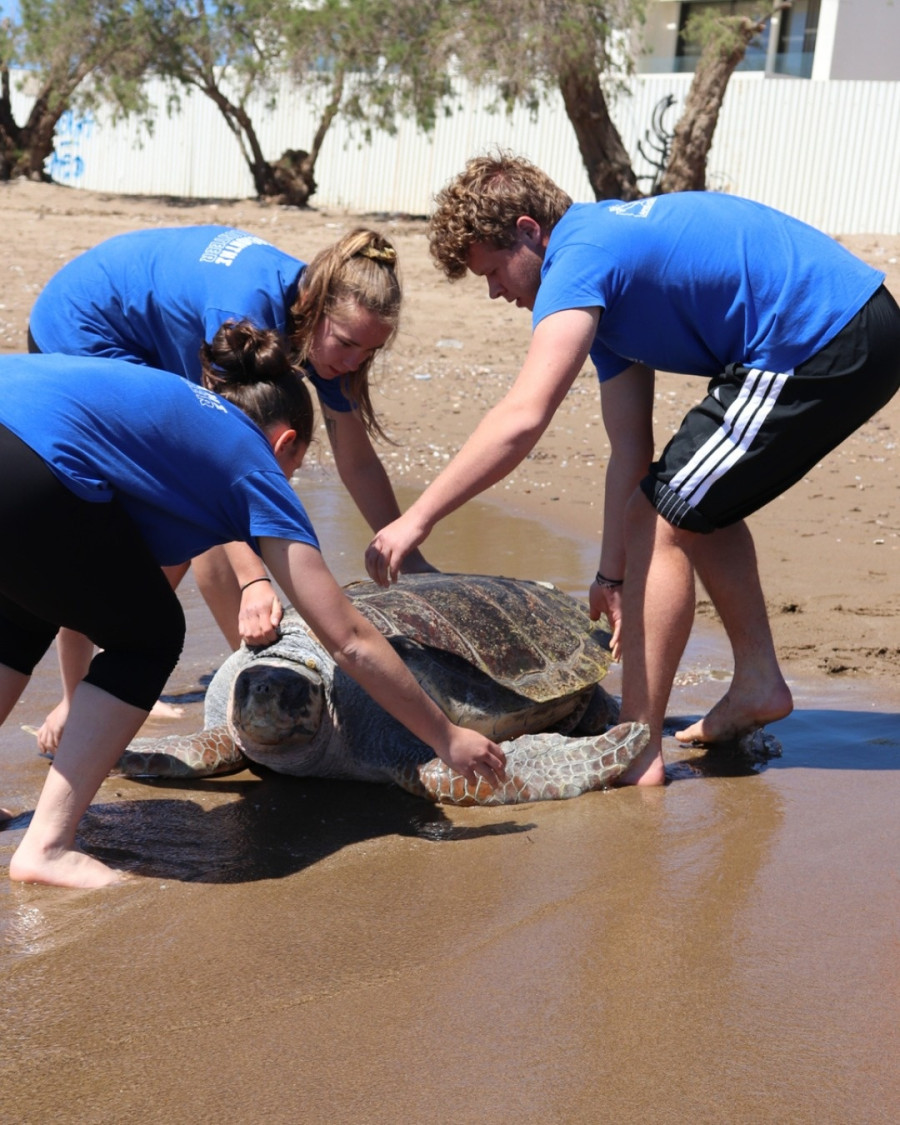 χελώνα - πρέβεζα
