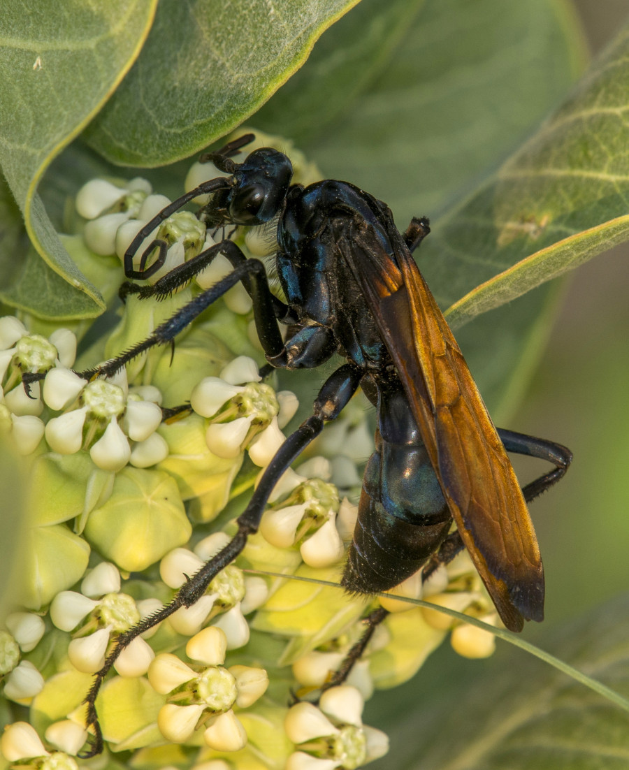 σφηκα Tarantula Hawk