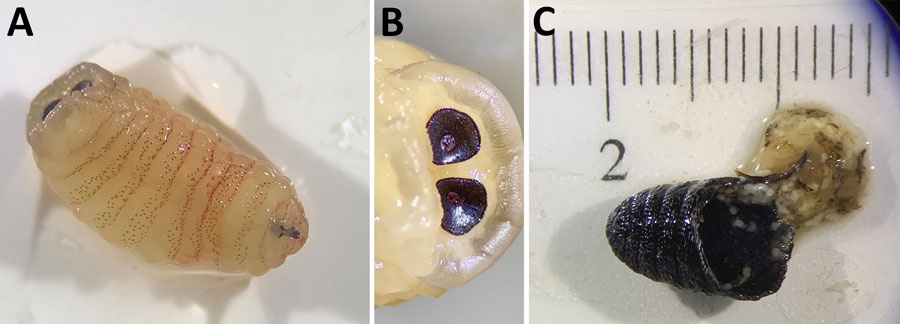 προνυμφες μυγας