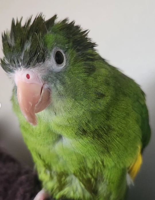 παπαγάλος - viral