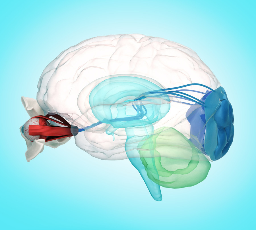 εγκεφαλος οπτικο νευρο