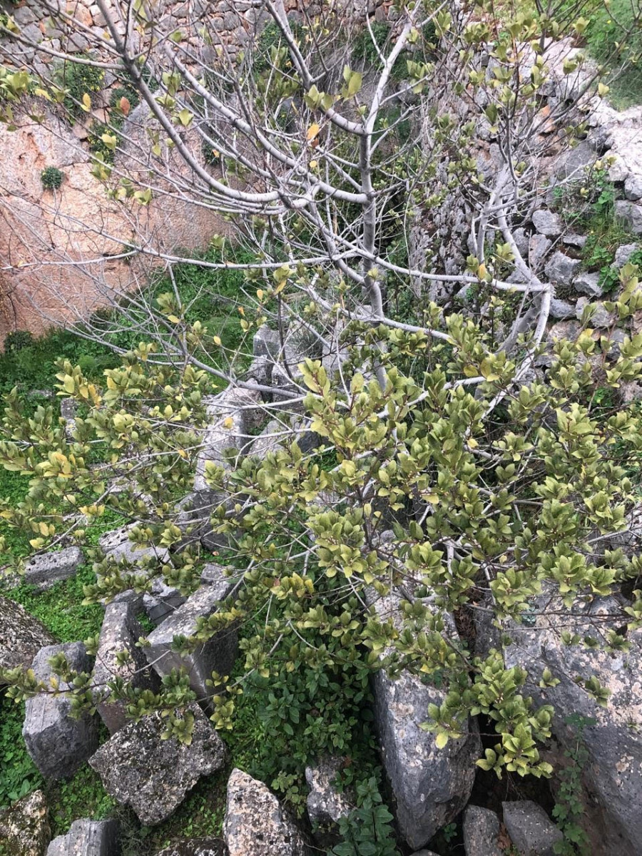 δελφοι δάφνες