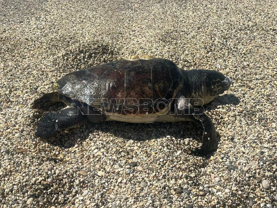 Νεκρή Χελώνα Άλιμος 